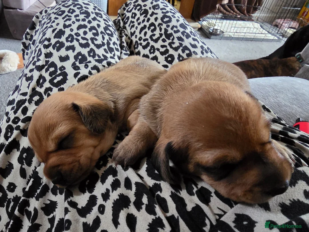 Dachshund dogs for sale: Shaded red Dachshund puppies in Barrow-upon-Humber - Advert 1