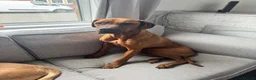 Rhodesian Ridgeback dogs for sale: 5YO Female Rhodesian Ridgeback - Advert 5
