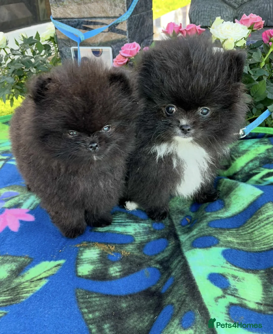 Pomeranian dogs for sale: Pomeranian - Advert 1