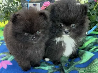 Pomeranian dogs Pomeranian - Advert 1