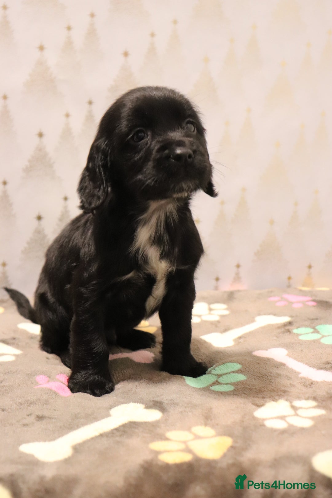 Cocker Spaniel dogs for sale: Fully Health Tested Cocker Spaniel Puppies  - Advert 4