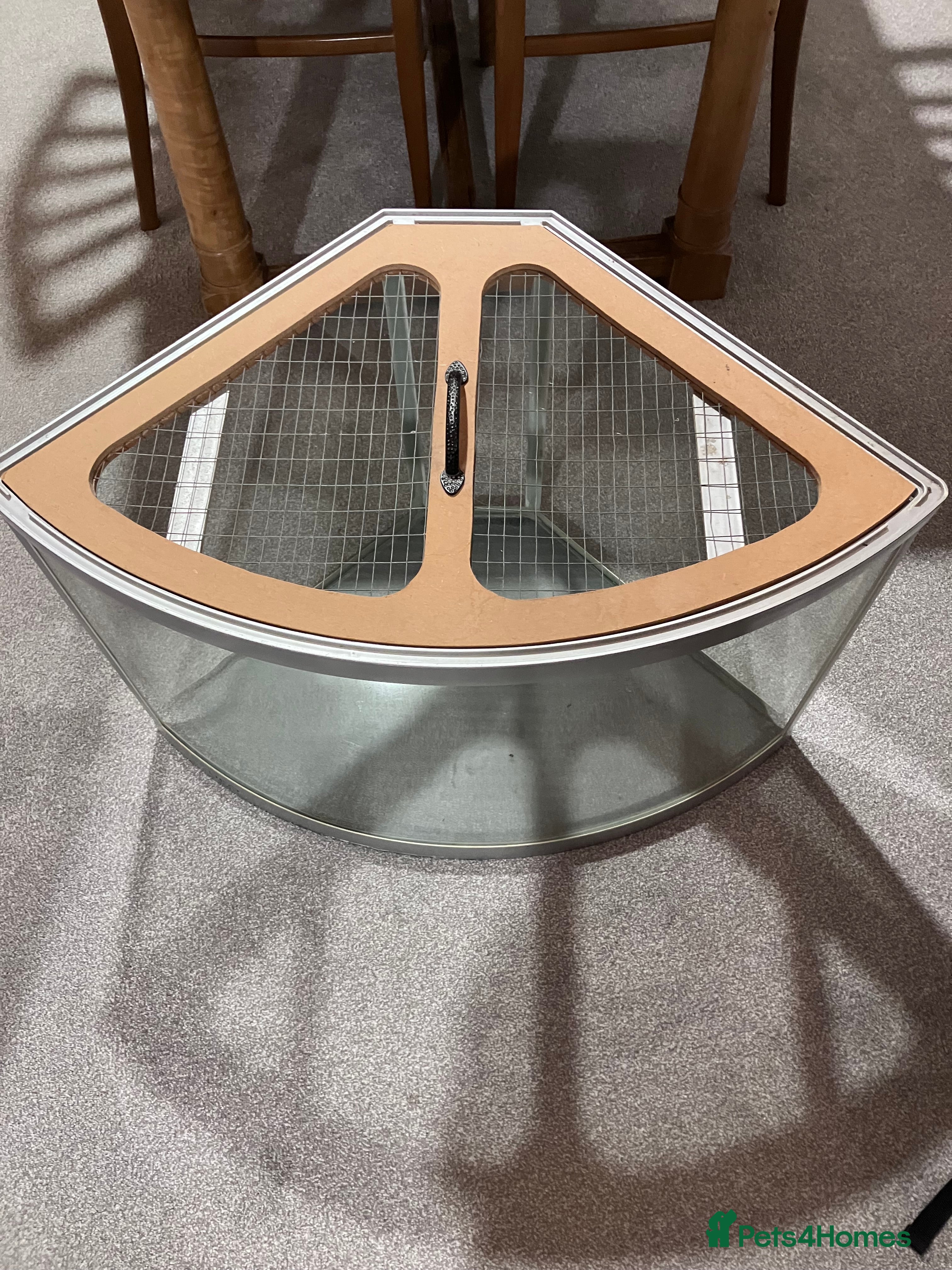 Gerbil rodents Free to good home !  - Advert 3