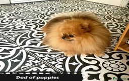 Pomeranian dogs for sale: 🔥Very Tiny(450gr)🧸Top Quality 💎 - Advert 19