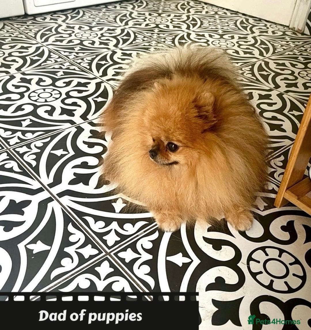 Pomeranian dogs for sale: 🔥Very Tiny(450gr)🧸Top Quality 💎 - Advert 19