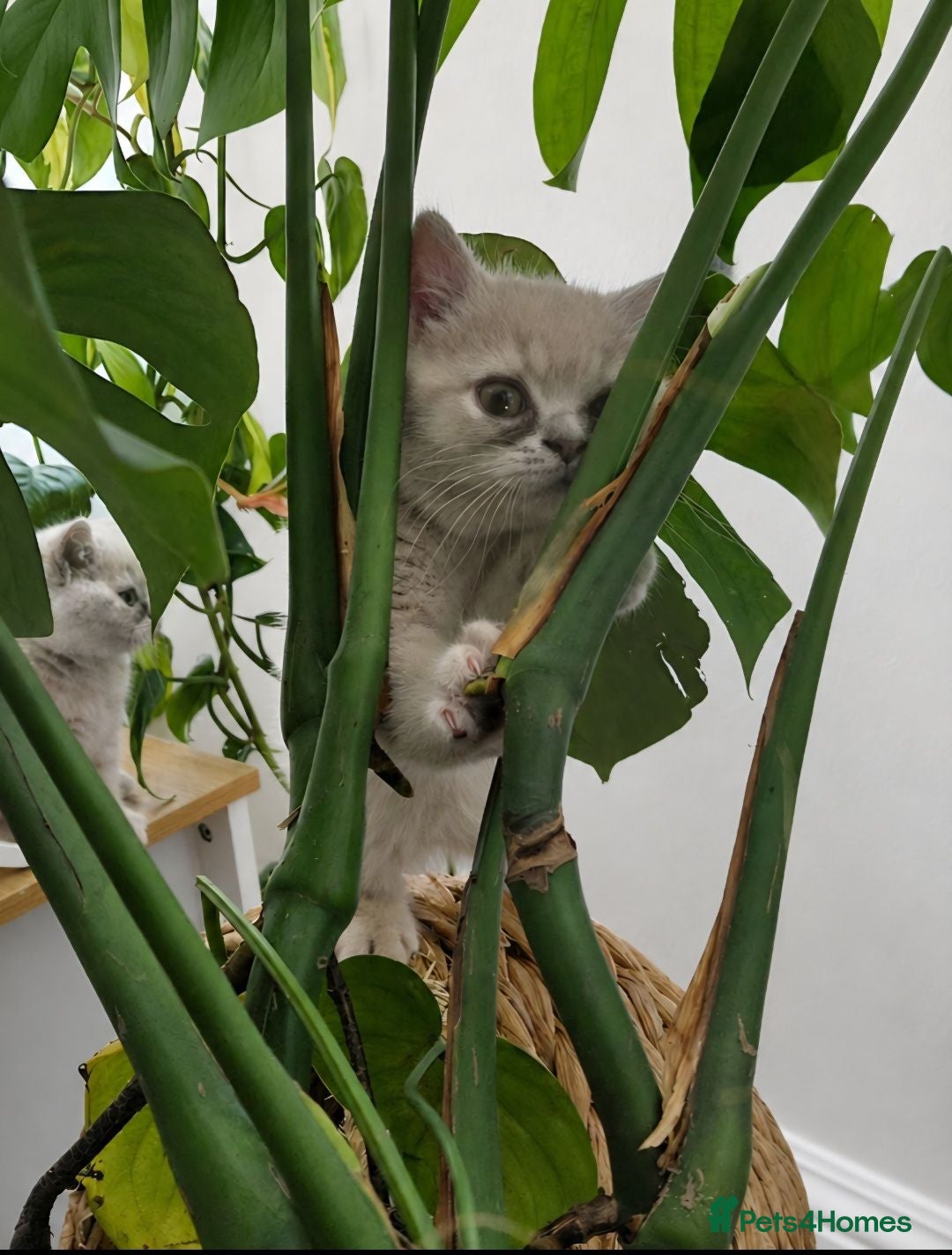 British Shorthair cats 🌟2 Kittens remaining,5 British shorthair kittens - Advert 2