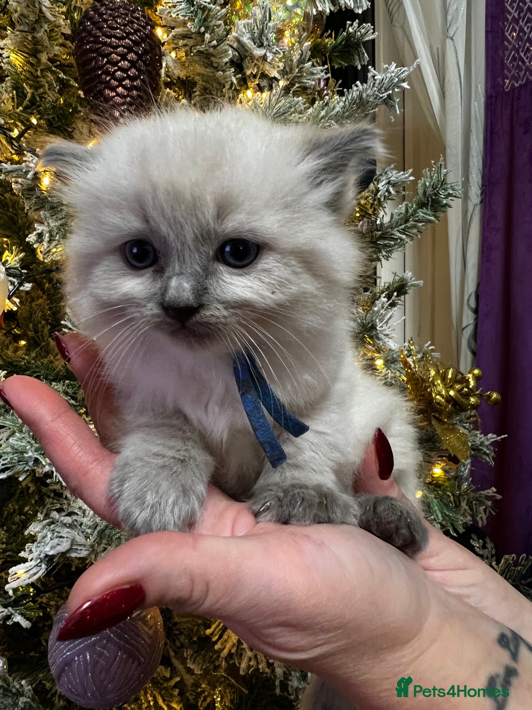 Ragdoll cats for sale: Ragdoll kittens blue point and seal point  - Advert 17