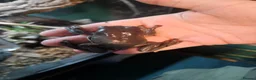 Frog reptiles for sale: Australian whites tree frogs & terrarium BREEDING - Advert 5