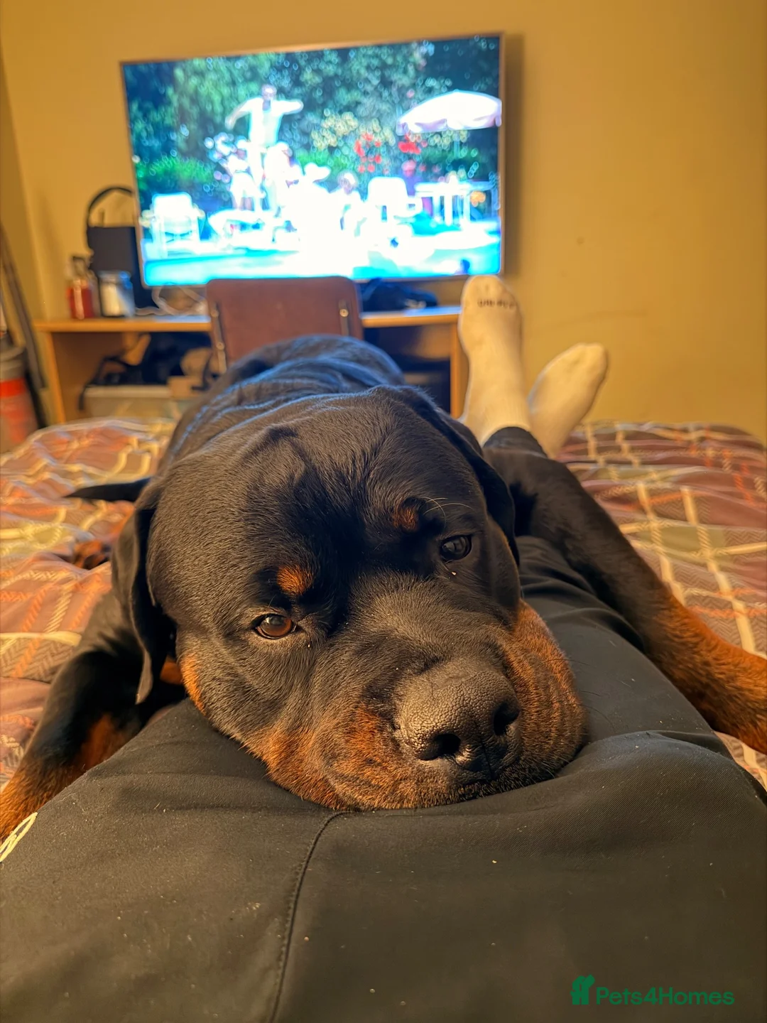 Rottweiler dogs for sale: Male Rottweiler- Mason - Advert 2