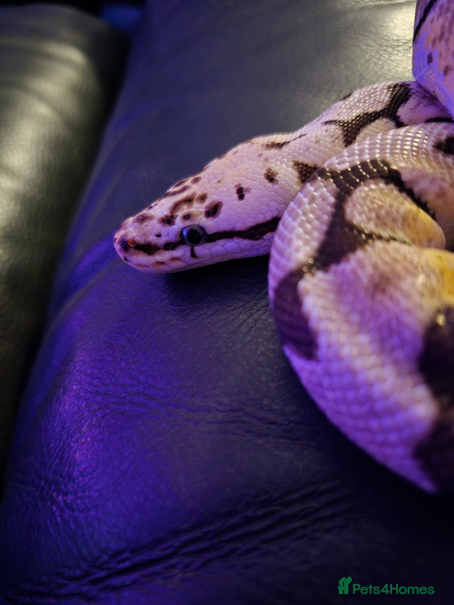 Python Snake reptiles ROYAL / BALL PYTHON - Advert 1