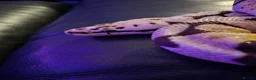 Python Snake reptiles for sale: ROYAL / BALL PYTHON in Cwmbran - Advert 1