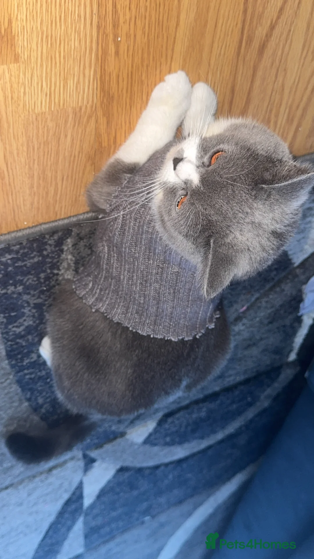 British Shorthair cats for sale: British shorthair kittens due this week. - Advert 2