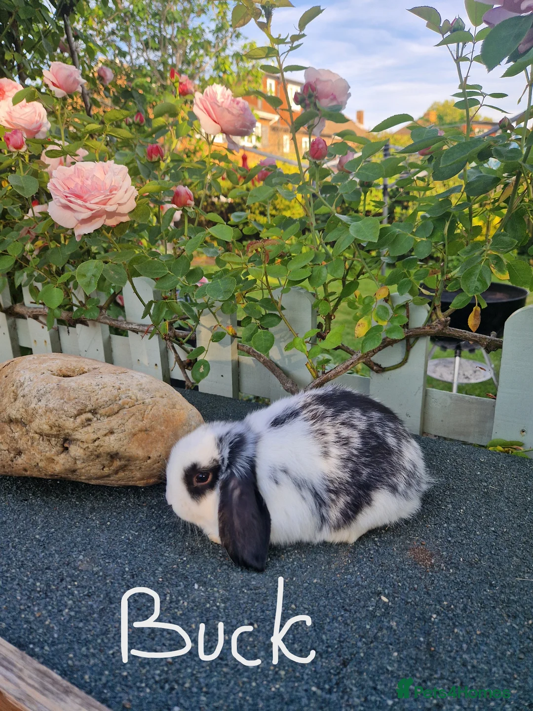 Mini Lop rabbits for sale: Multicoloured baby mini lops for sale  - Advert 2