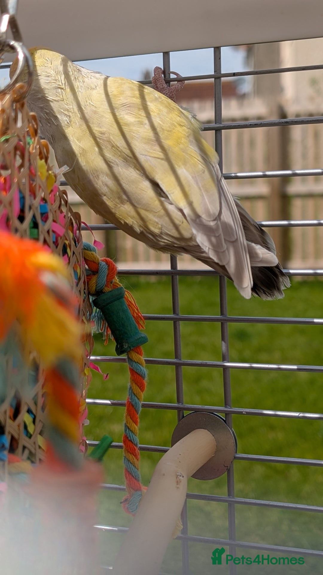 Lovebirds birds for sale: Lovebird (plus cage) - Image 5