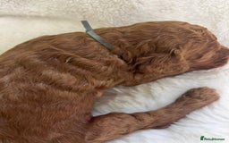 Goldendoodle dogs for sale: Outstanding Quality health tested Goldendoodles  - Image 21
