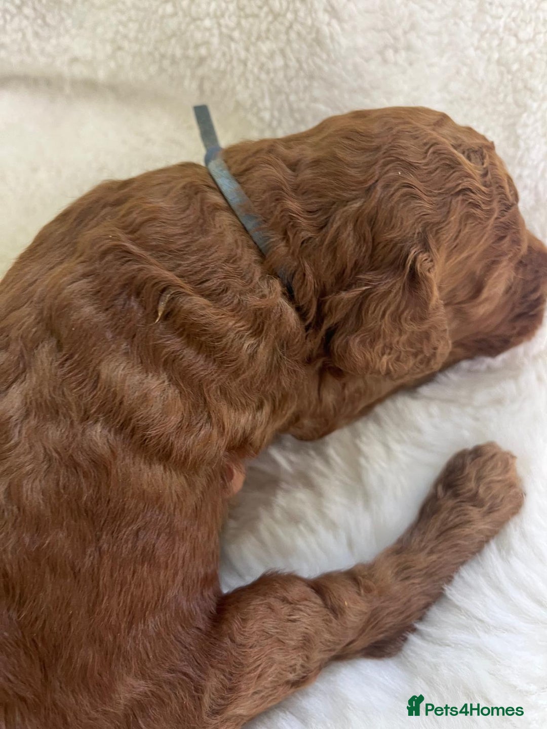 Goldendoodle dogs for sale: Outstanding Quality health tested Goldendoodles  - Image 21