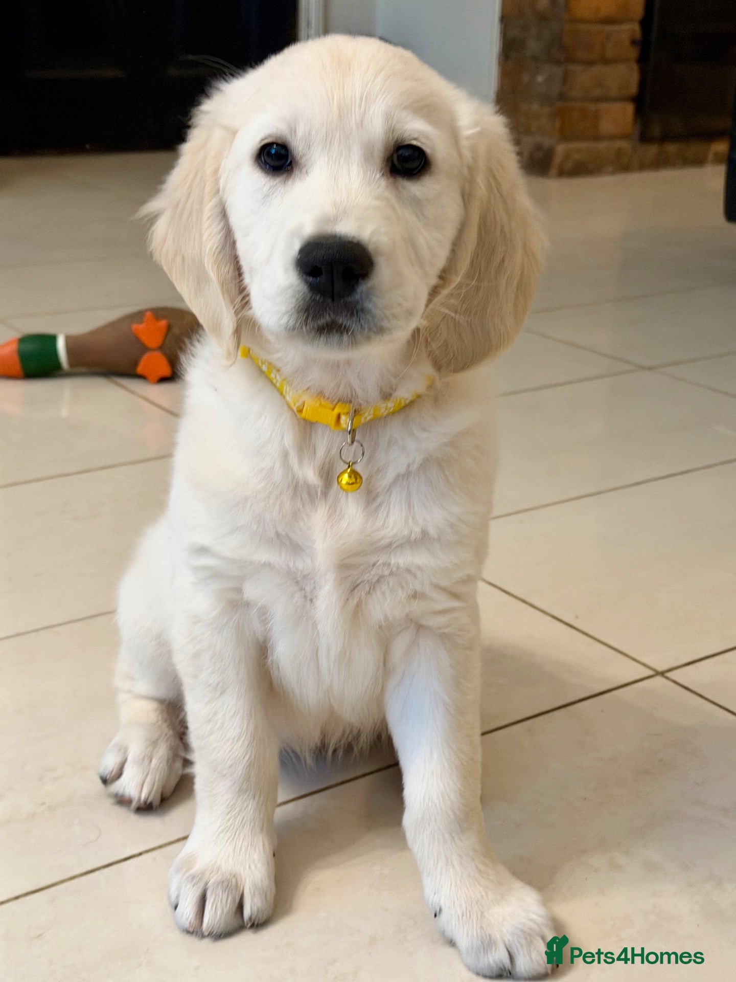 Golden Retriever dogs Beautiful KC Registered Golden Retriever Puppies - Advert 1