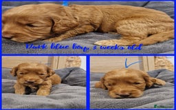 Labradoodle dogs for sale: DNA health tested F1b miniature labradoodles  - Image 5