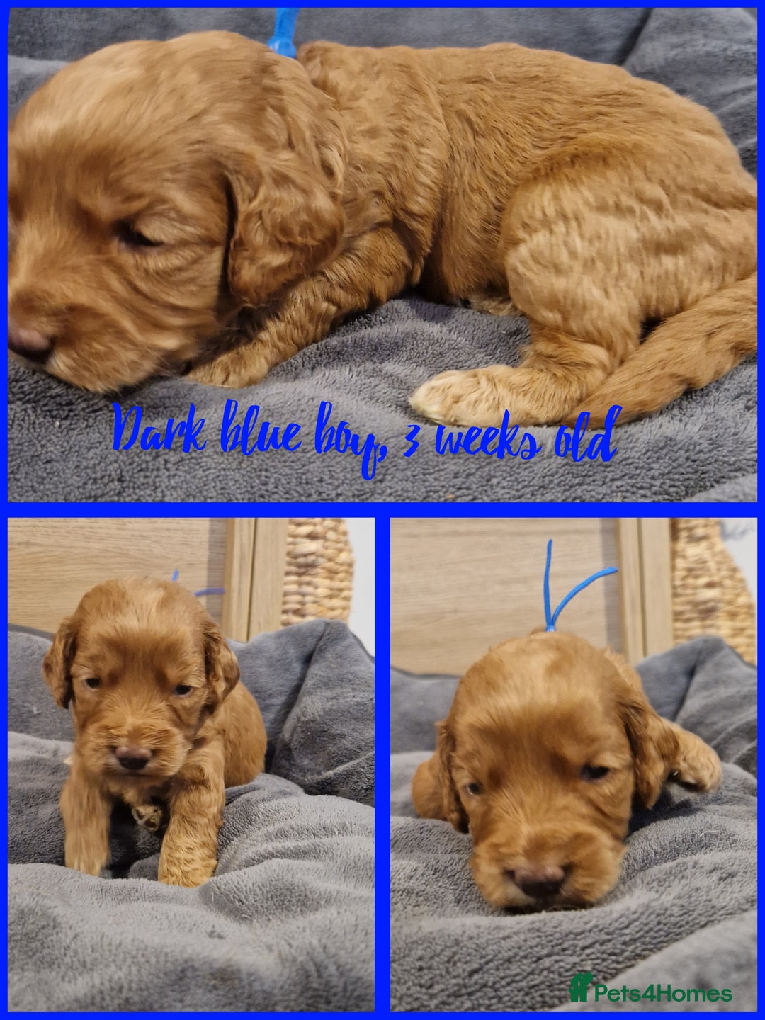 Labradoodle dogs for sale: DNA health tested F1b miniature labradoodles  - Image 5