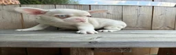 French Bulldog dogs for sale: French bulldog puppies - Advert 3