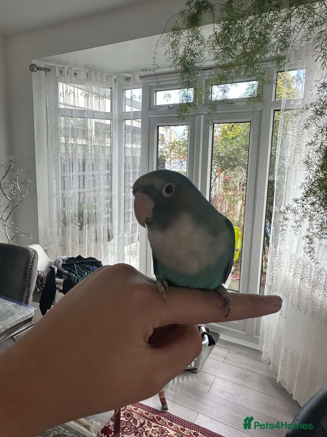 Lovebirds birds for sale: Love Bird - Advert 3