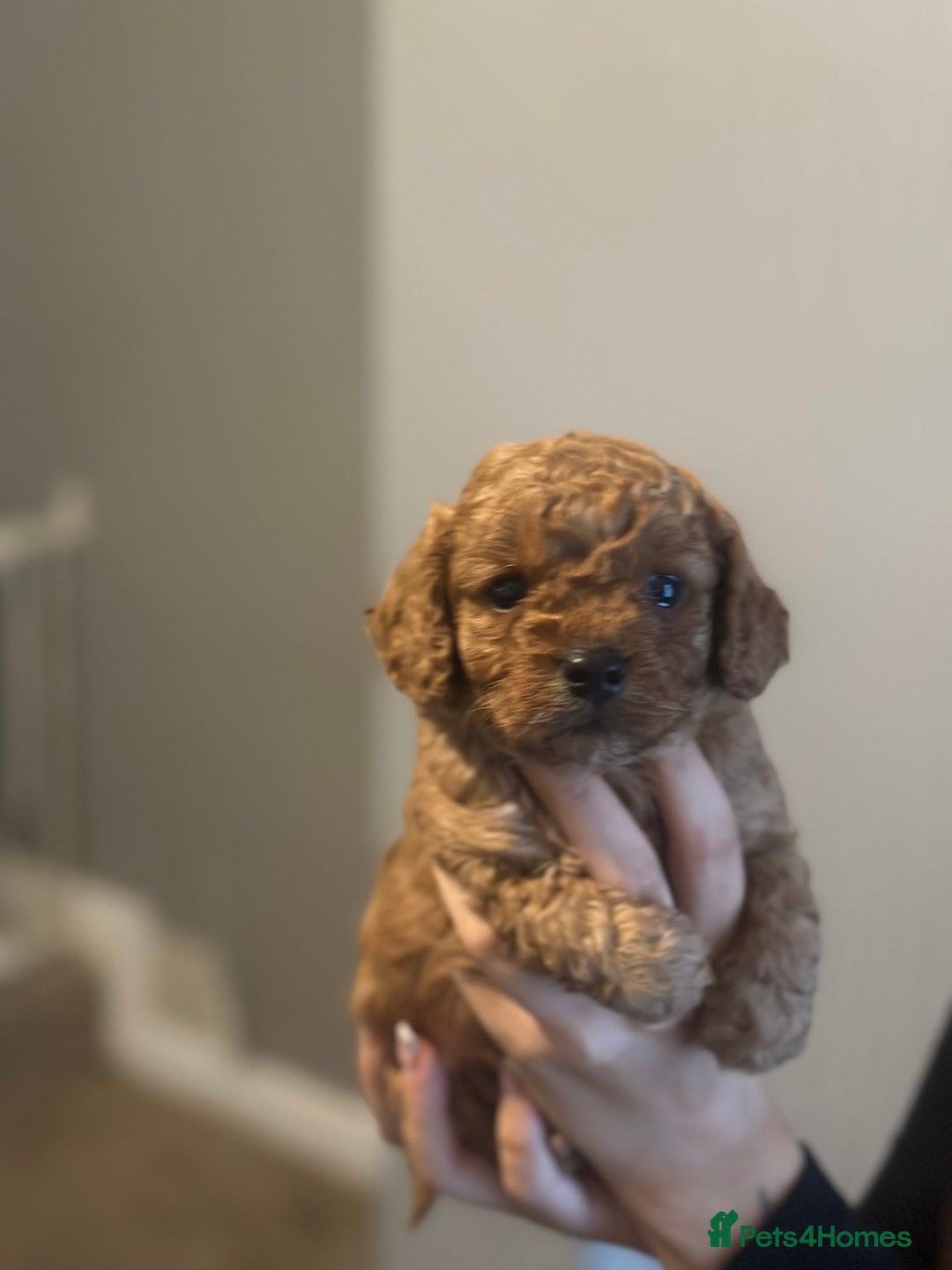 Cavapoo dogs for sale: RED toy cavapoo puppiees  - Image 11
