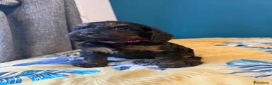 Cockapoo 4