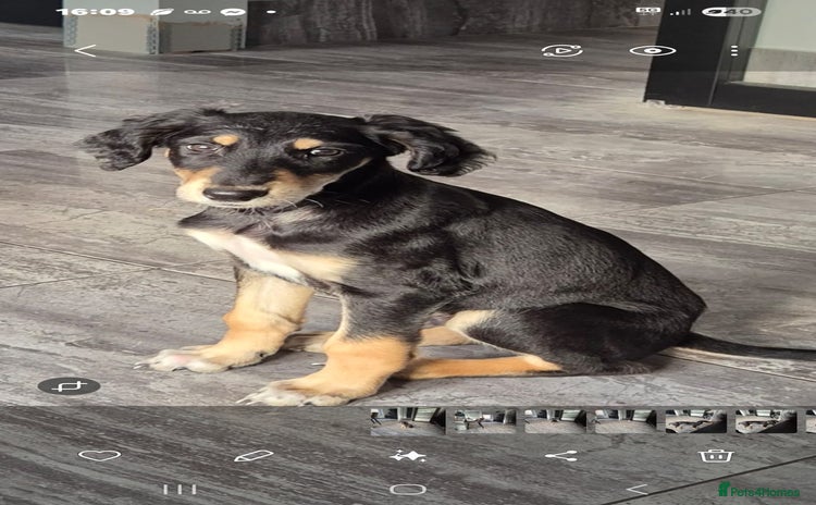 Saluki dogs - Advert 2