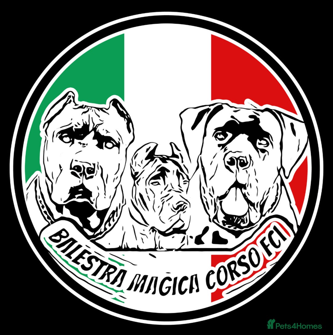 Cane Corso dogs for sale: Cane corso IKC/FCI  - Advert 3