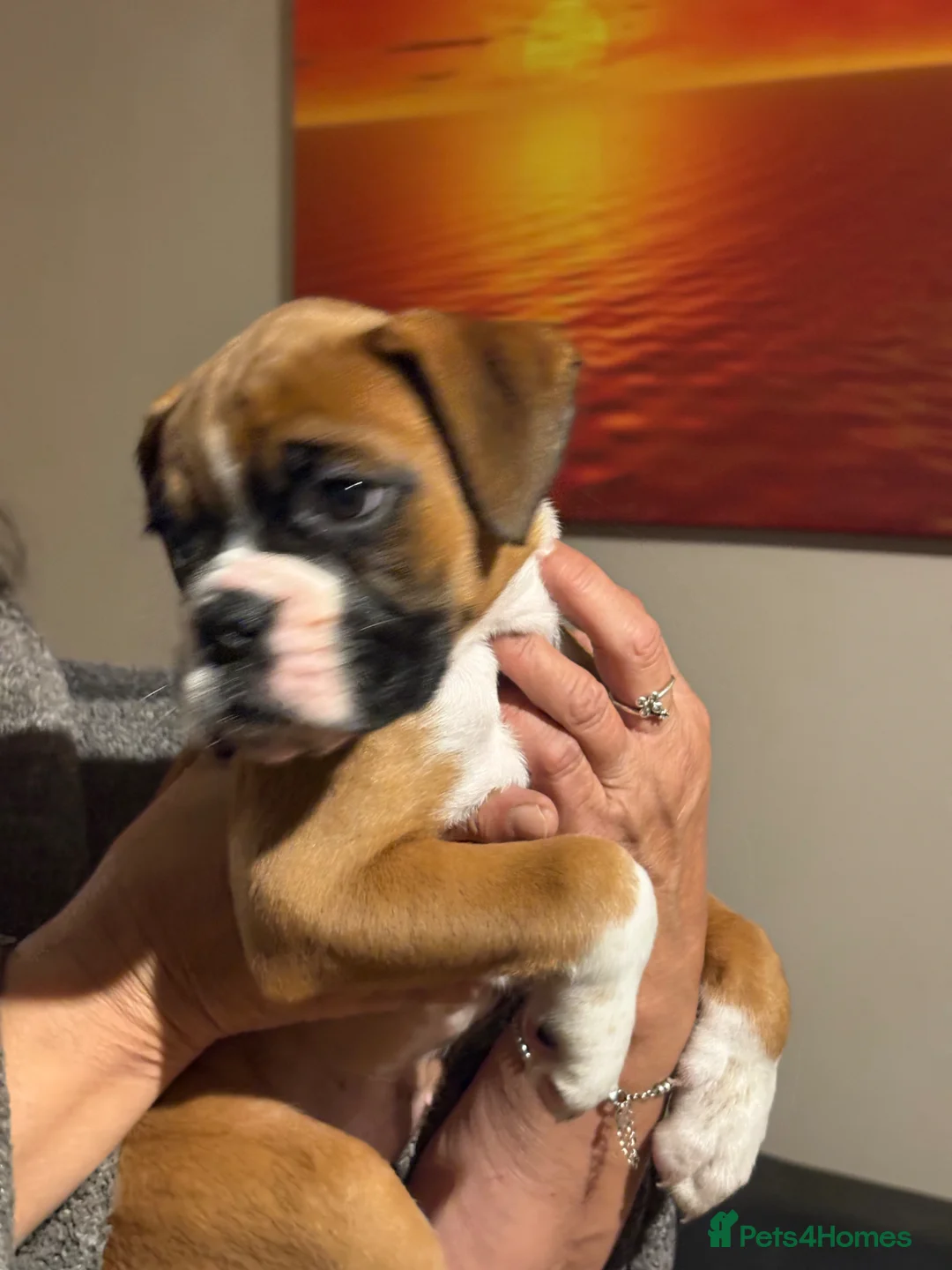 Boxer dogs for sale: Gorgeous Boxer puppies  in Kidwelly - Advert 2