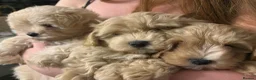 Maltipoo dogs for sale: Tiny Asian Korean maltipoo puppies RESDY NOW - Advert 5
