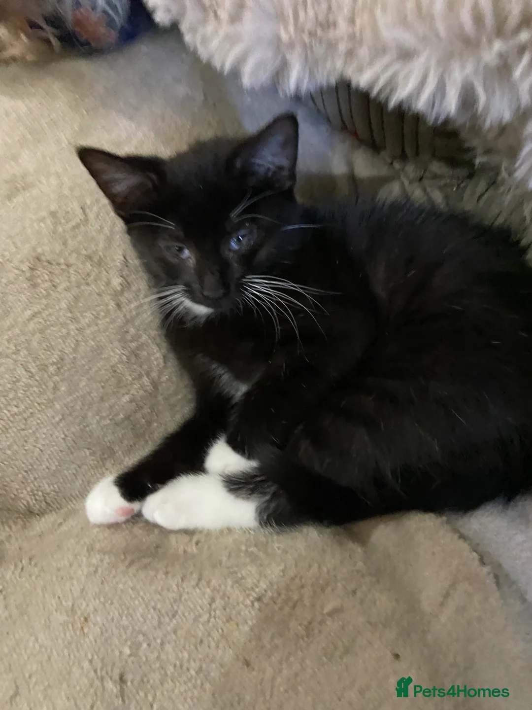 Scottish Fold cats for sale: Scottish fold cross /Mixed breed - Advert 2