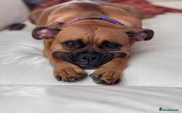Boxer dogs for sale: 10 Boxer X Puppies - Ready 13th October - Image 30