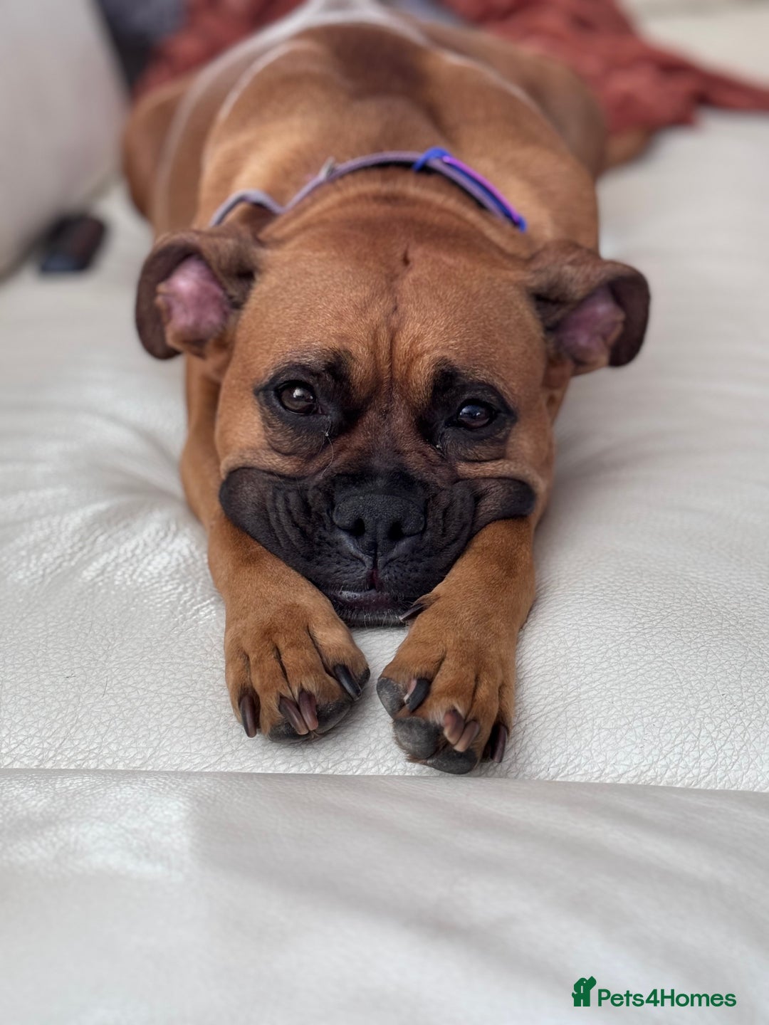 Boxer dogs for sale: 10 Boxer X Puppies - Ready 13th October - Image 30