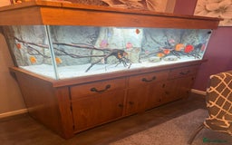 Discus fish for sale: 5 foot solid oak Fish Tank with Sump - Advert 4