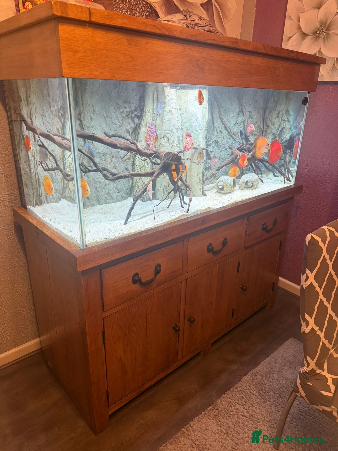 Discus fish for sale: 5 foot solid oak Fish Tank with Sump - Advert 4