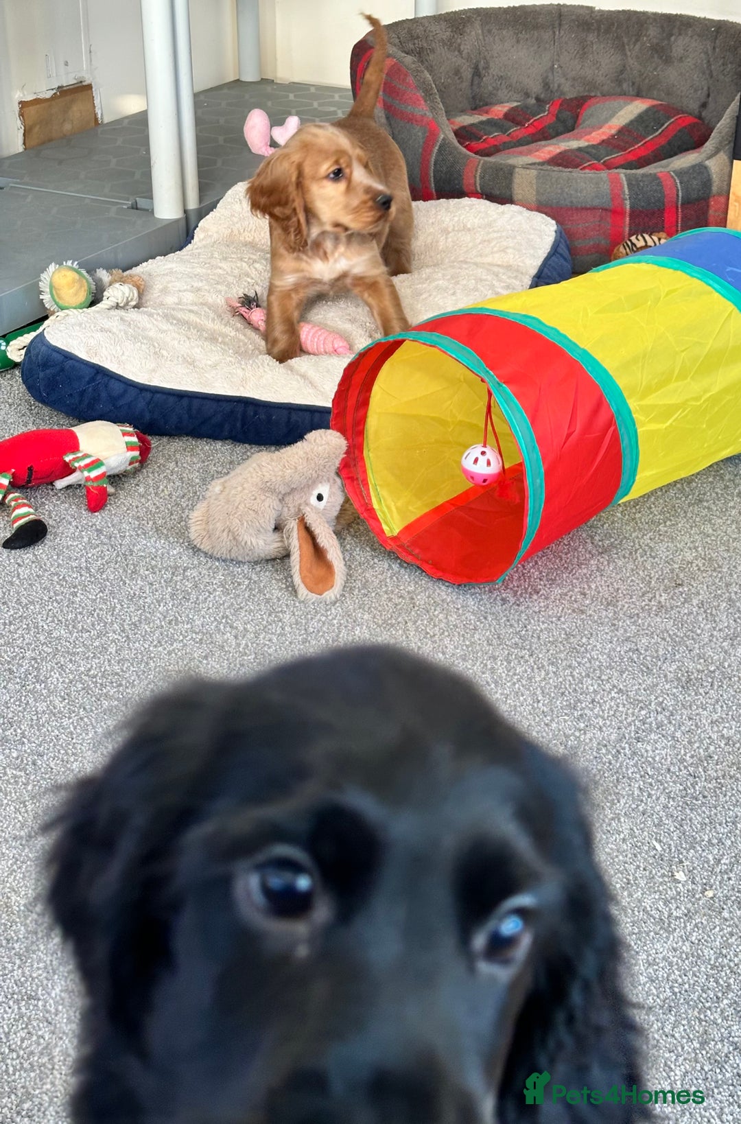 Cocker Spaniel dogs for sale: Beautiful show type boys only - Advert 8