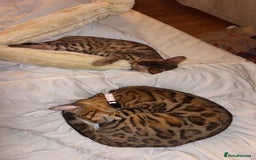 Bengal cats for sale: 2 Bengal female cats - Advert 4
