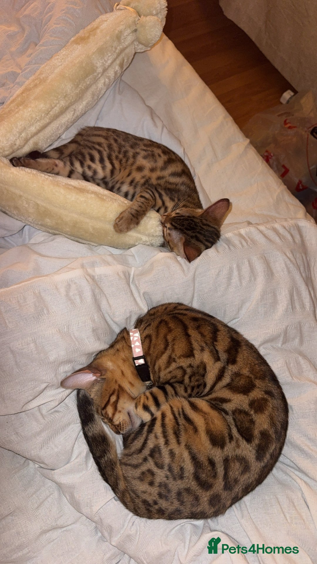 Bengal cats for sale: 2 Bengal female cats - Advert 4