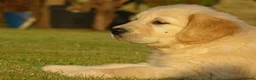 Golden Retriever dogs for sale: Golden Retriever Puppies in Armagh - Advert 11