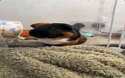 Guinea Pig rodents for sale: skampi - Image 3