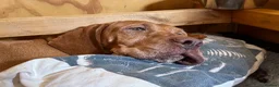 Hungarian Vizsla dogs for sale: Litter of stunning Viszlas!! - Advert 5