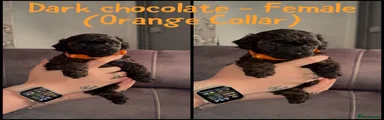 Dark chocolate - Female (Orange Collar)