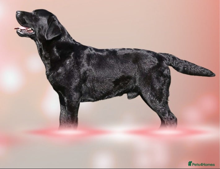Labrador Retriever dogs Show Chunky Black Male for Stud - Advert 1