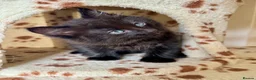 Mixed Breed cats for sale: 4 Fluffy kittens are ready to go  - Advert 12
