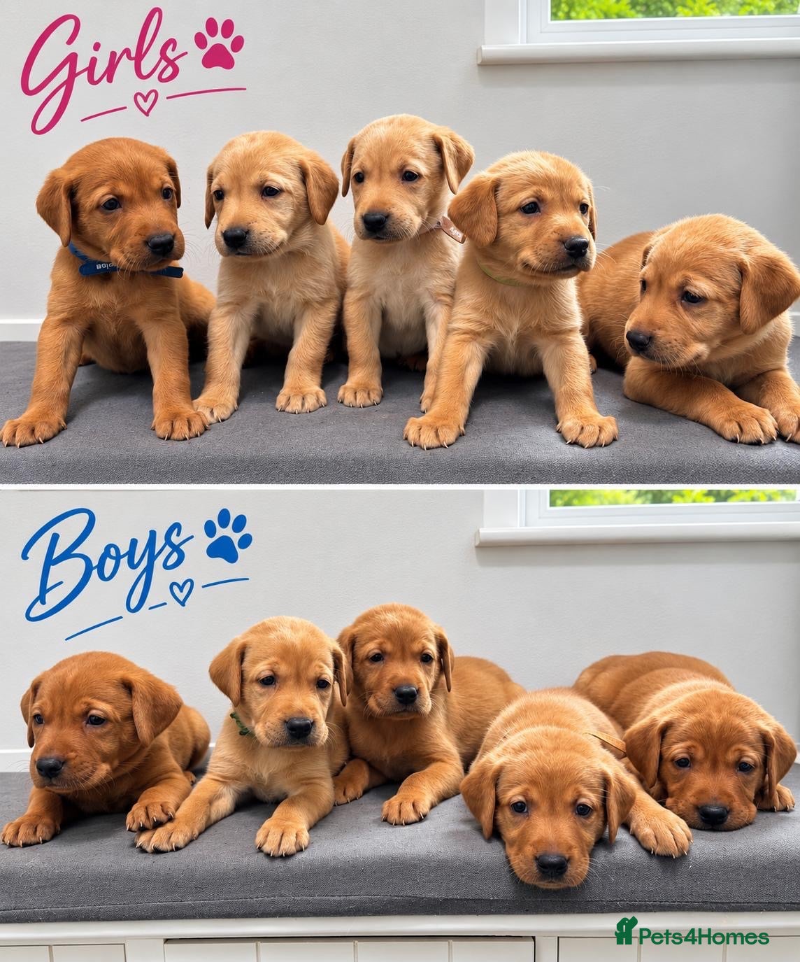 Labrador Retriever dogs 10 adorable fox red Labrador puppies  - Advert 1