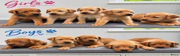 Labrador Retriever dogs for sale: 10 adorable fox red Labrador puppies  - Advert 3
