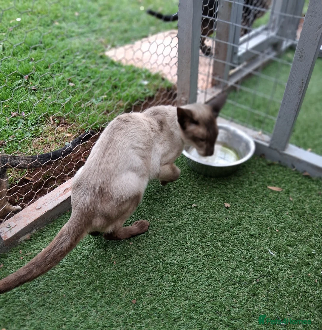 Siamese cats for stud: AT STUD CHOCOLATE POINT SIAMESE (PRA negative) - Advert 7