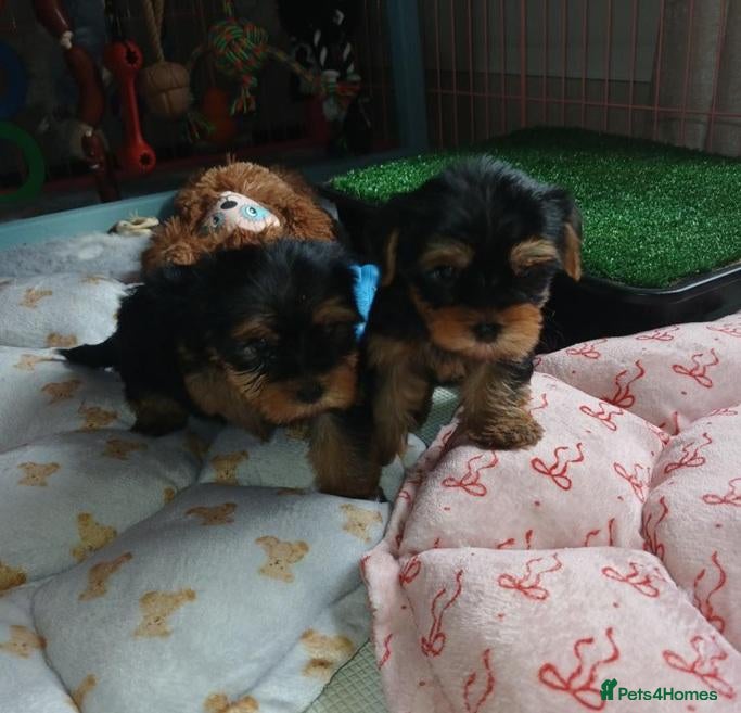 Yorkshire Terrier dogs Fearless Spirit, Affectionate Heart — Yorkies  - Advert 5