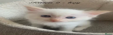 Flame Point Ragdoll boy 2