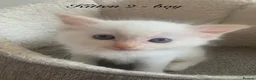 Ragdoll cats for sale: 🐾 Six Adorable Purebred Ragdoll Kittens 🐾 - Advert 28